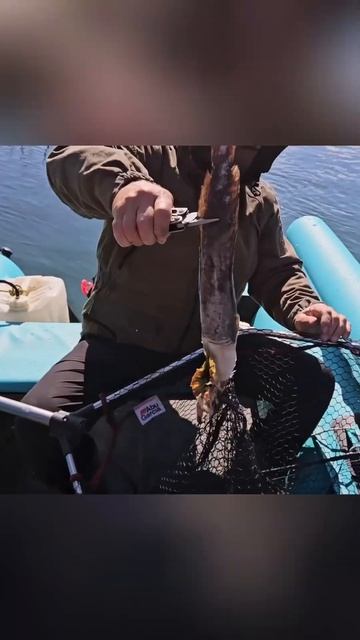 Надо было зажарить или нет?😅 #клеваярыбалка #якутия #fi смотреть онлайн