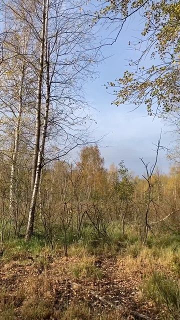 Осень на болоте смотреть онлайн