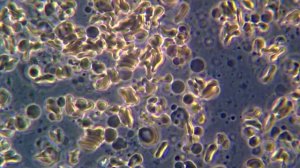 Кровь под микроскопом MAGUS Bio 270