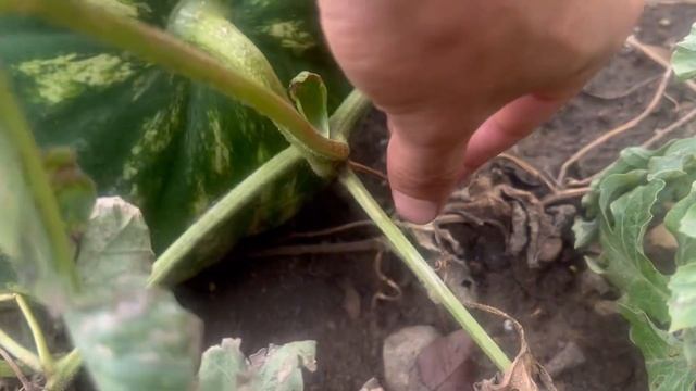 Арбуз продюсер в открытом грунте смотреть онлайн