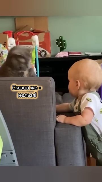 Да как можно не обращать внимания на котика #смешно #юмор #кошки #cat #animals #кот #смешныекошки