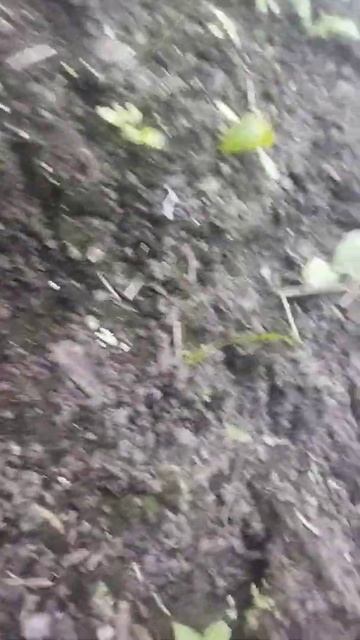 Кабачки под спанбондом и клеенкой смотреть онлайн