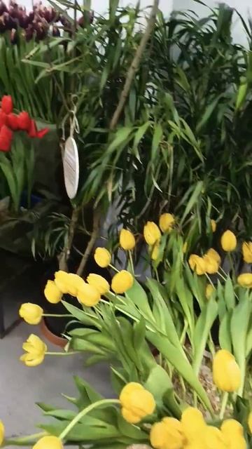 Фестиваль цветов в Ботаническом саду Петра Великого #? смотреть онлайн