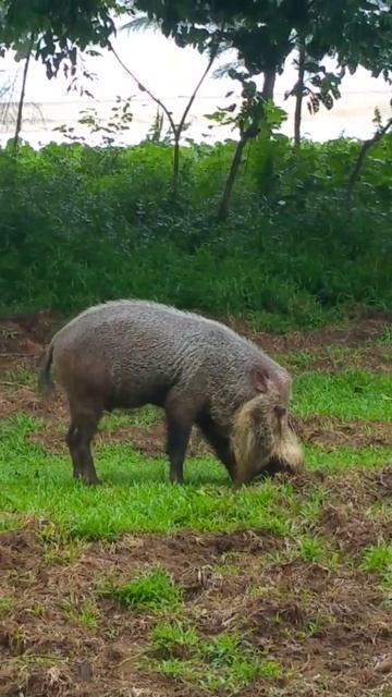 Как быстро вскопать огород?🤣😂🤣 #приколы #мемы смотреть онлайн