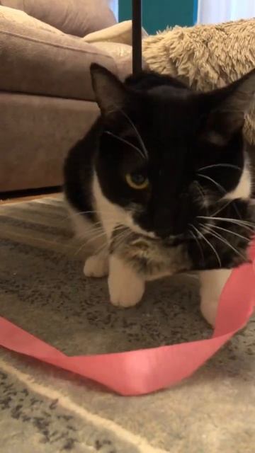 Поймал мыша - ешь не спеша #cats #cats #кот #кошки #котенок #고 смотреть онлайн