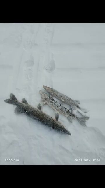 Надо ехать на рыбалку 🐟 смотреть онлайн