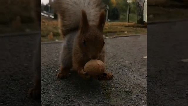 Алматы. Парк имени Первого президента. смотреть онлайн