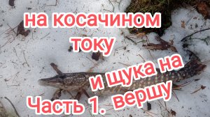 На косачином току и щука на вершу. Часть 1.