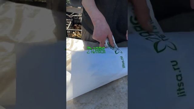 Выгонка тюльпанов. Тюльпаны оптом. Тюльпаны к 8 марта.