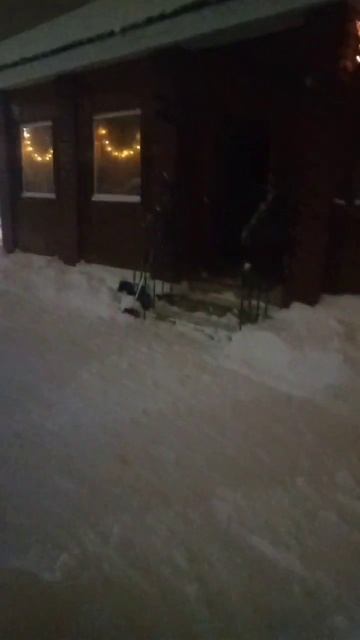 Олень во дворе и ёлка#олень#ёлка смотреть онлайн