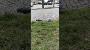 Приколы Голуби жгут🙉💯