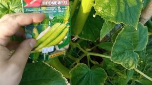 Семена китайских огурцов. Что выросло и стоит ли брать