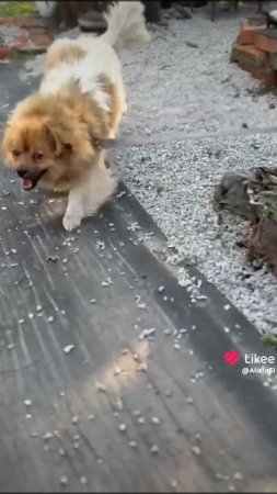 Собачки