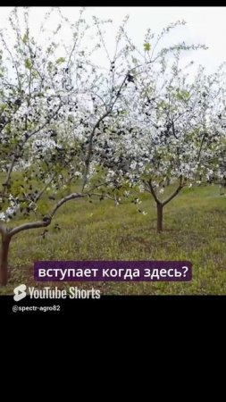 Урожайность миндального сада.