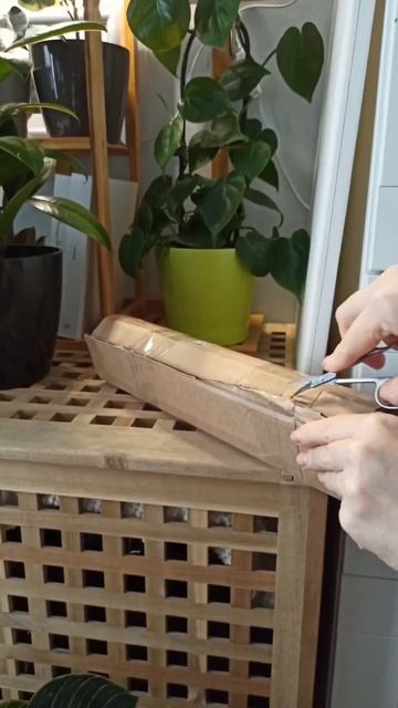 Распаковка! Аглонема Киви и Алоказия Жаклин🌟🤍#plantlover