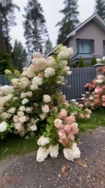 #гортензии смотреть онлайн