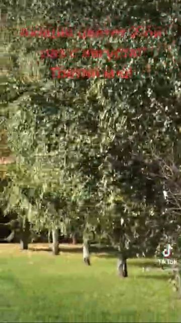 Акация,цветем!И листья молодые и цветы! смотреть онлайн