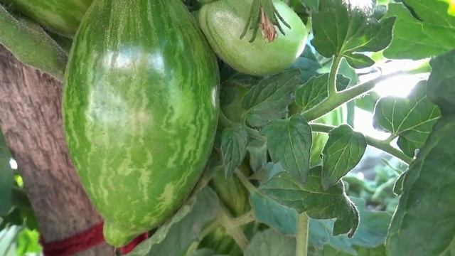 Томатный Гном Дерзкая Мери поспел на улице в июне. Выявляю лидеров по скороспелости среди Гномов.