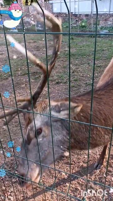 Как олень ест арбуз( самое вкусное лакомство) #забавны? смотреть онлайн