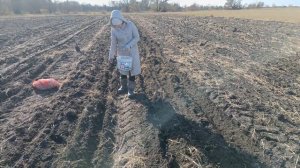 Процесс осенней посадки чеснока