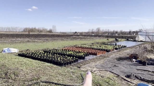 ОБЗОР ТЕПЛИЦЫ 3 АПРЕЛЯ 2025 смотреть онлайн