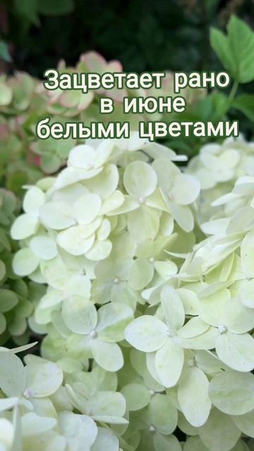 🌿🍒🌸#hydrangea Petite Cherry #гортензияметельчатая #гортензия смотреть онлайн