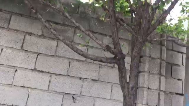 АКАК ансамблинин солисткасы Чолпон Мелисбекова Карантинде Элибизге куу десте тартуулайт смотреть онлайн