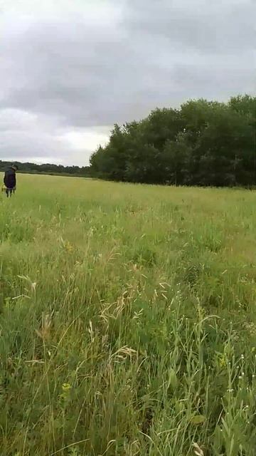 ягоды есть, собирающих нет смотреть онлайн