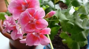 Королевская пеларгония уход в домашних условиях