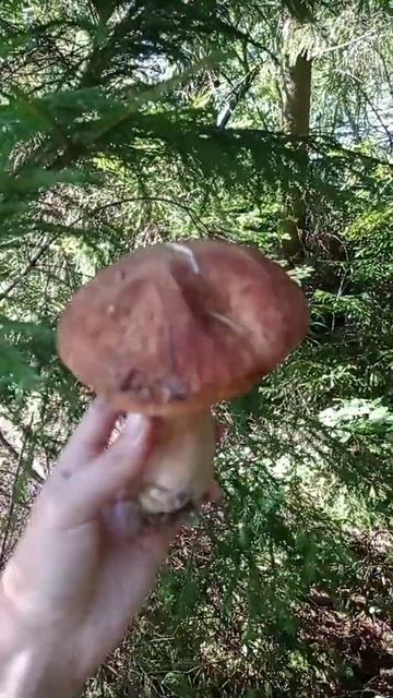 Белые грибы в лесу. 🍄 смотреть онлайн