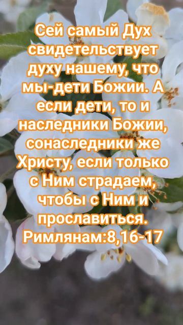 Ибо все, водимые Духом, суть сыны Божии. ✨✨✨ #божья #ми смотреть онлайн