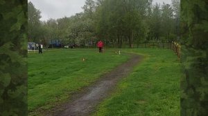 3.  выражено/перв ANTENOR HOF REYSI (Antenor Hof Magistr – Наполи из Белого Яра)