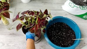 Композиция из колеусов в горшке за 5 минут: ярко, прост?