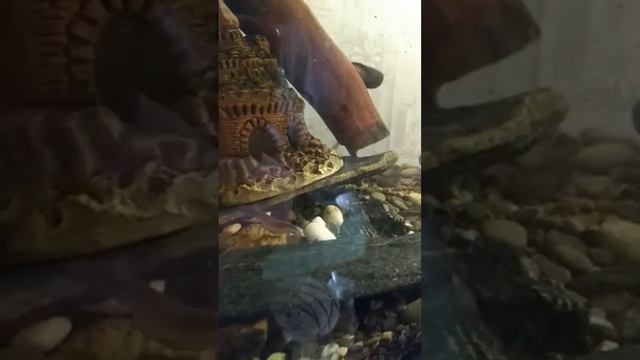 Пересадка новых обитателей в Аквариус Манула смотреть онлайн