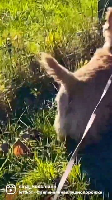 Если человек не любит животных @ohneworteninakussmann1787 смотреть онлайн