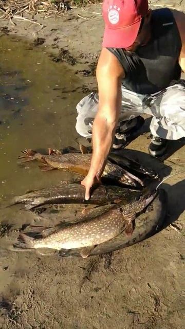 Трофейная щука на кукане #щука #трофей #рыбалка #спинни смотреть онлайн