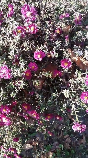 Пушистый шмель и октябринка смотреть онлайн