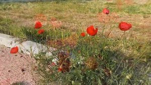 Городские цветы / Маки / Лютики-цветочки