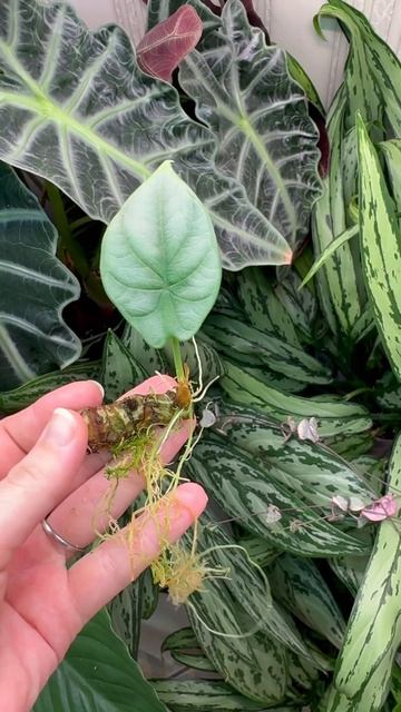 Размножение алоказии частью ствола #алоказия #silverdragons смотреть онлайн