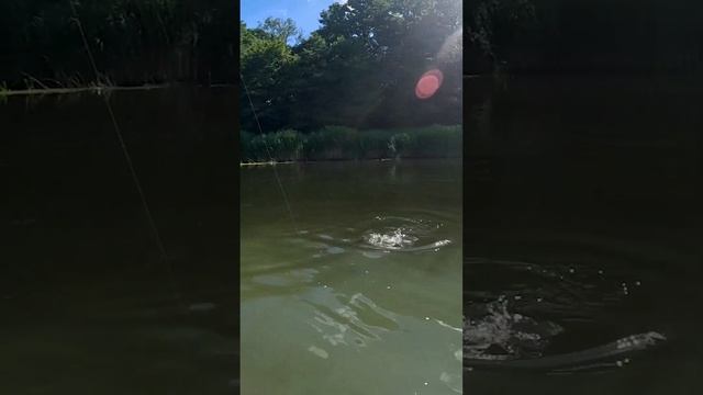 Вот он, хозяин переката! #shorts #norstream #fishing #asp #спиннинг #ж? смотреть онлайн