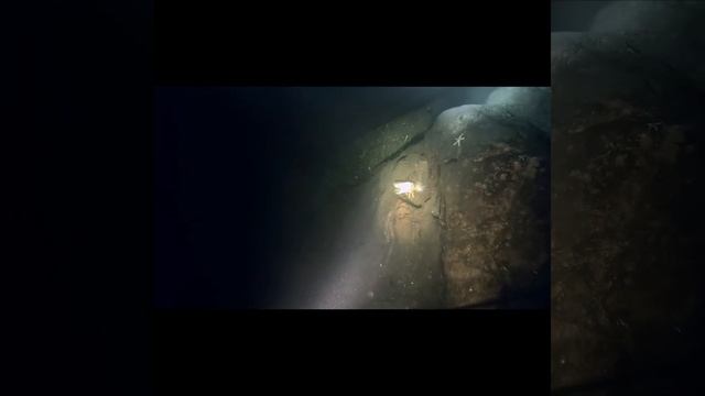 Дайвинг в Норвегии ,Подводный Мир. #shorts #fishing#улов #дайв смотреть онлайн