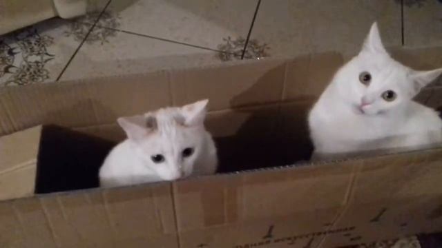 КУСОЧЕК НОВОГОДНЕЙ СУЕТЫ смотреть онлайн