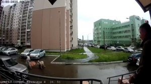 По Саратову  разгуливает агрессивный алабай