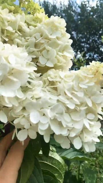 ВАУ ШАПКА! Гортензия Vanille Fraise #гортензии #гортензия #ме? смотреть онлайн