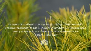 ТУКАН - Сосна Крючковая (Pinus uncinata 'Tukan') - хвойное желтое ?