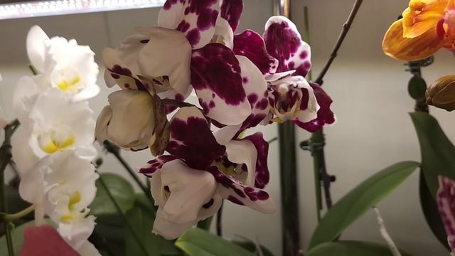 Татьянин день🥰 поздравляю всех причастных😅🌷Умопо? смотреть онлайн