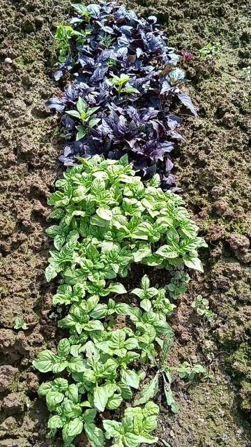 Базилик. #дача #садовод #сад #дачники #garden #огород #базил смотреть онлайн
