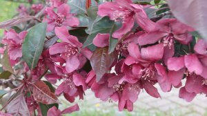 flowers of the Apple's trees 🌺🌺🌺 cheriomuha яблони, черемуха в цвету,весна