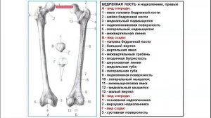 Динамическая анатомия и спортивная морфология 3 часть