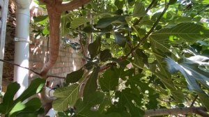 ПРОСТАЯ СХЕМА ПОЛИВА ИНЖИРА. ЭФФЕКТИВНЫЙ ВАРИАНТ ТОЧЕ